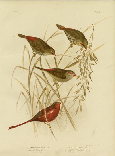 Red-Eared Finch, 1891 by Gracius Broinowski